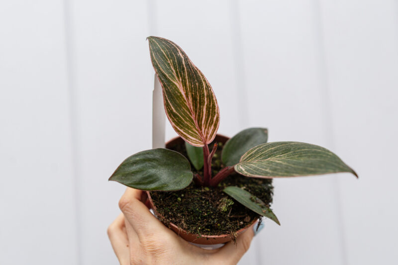 Philodendron Birkin Pink