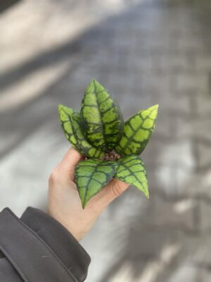 Hoya Black Cat