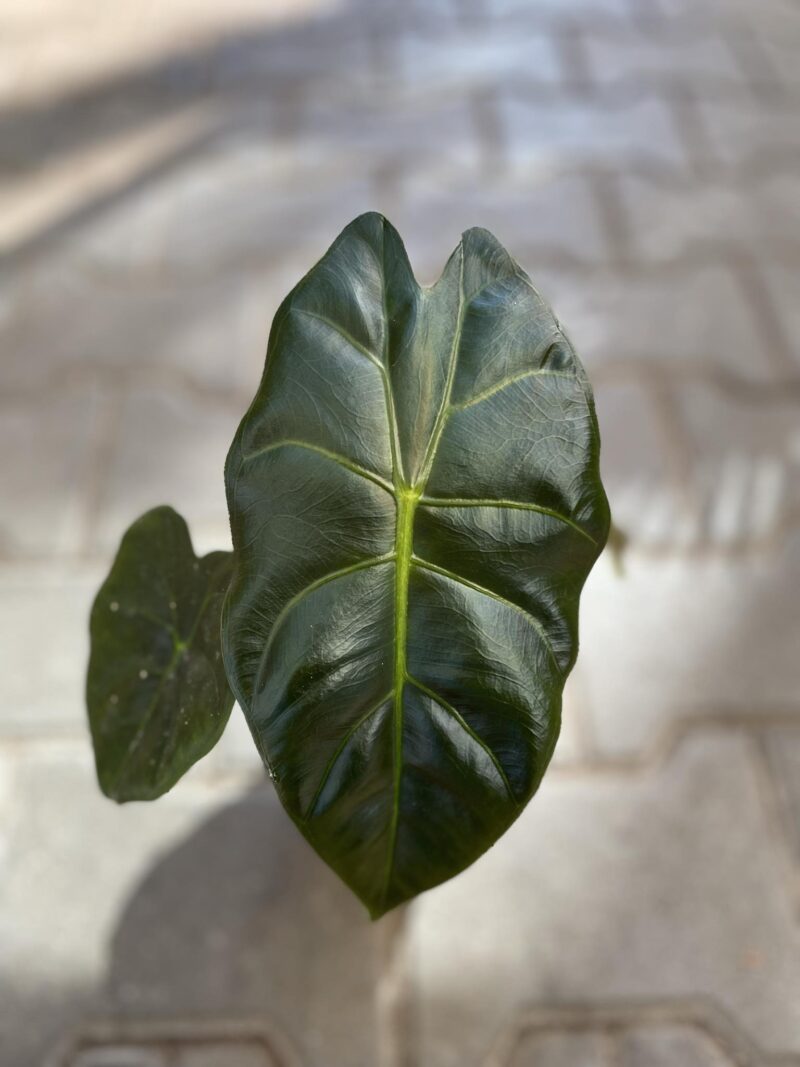 Alocasia Golden Bone Alocasia Golden Bone