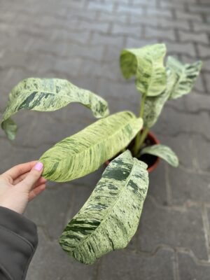 Epiepremnum Giganteum Variegata