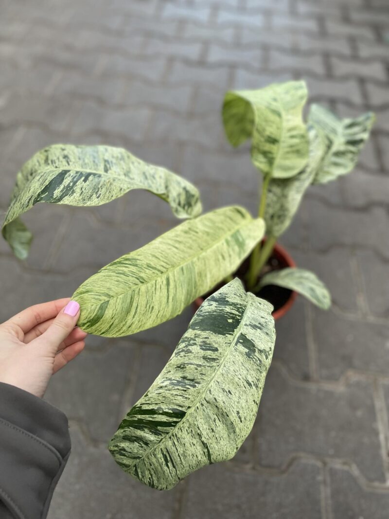 Epiepremnum Giganteum Variegata Epiepremnum Giganteum Variegata