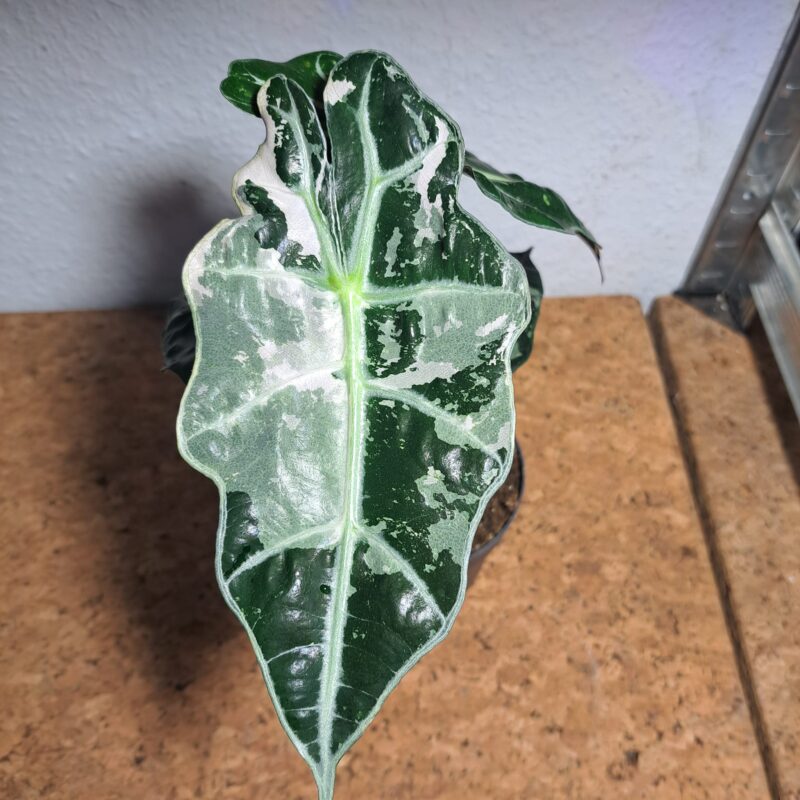Alocasia Amazonica Polly Variegata