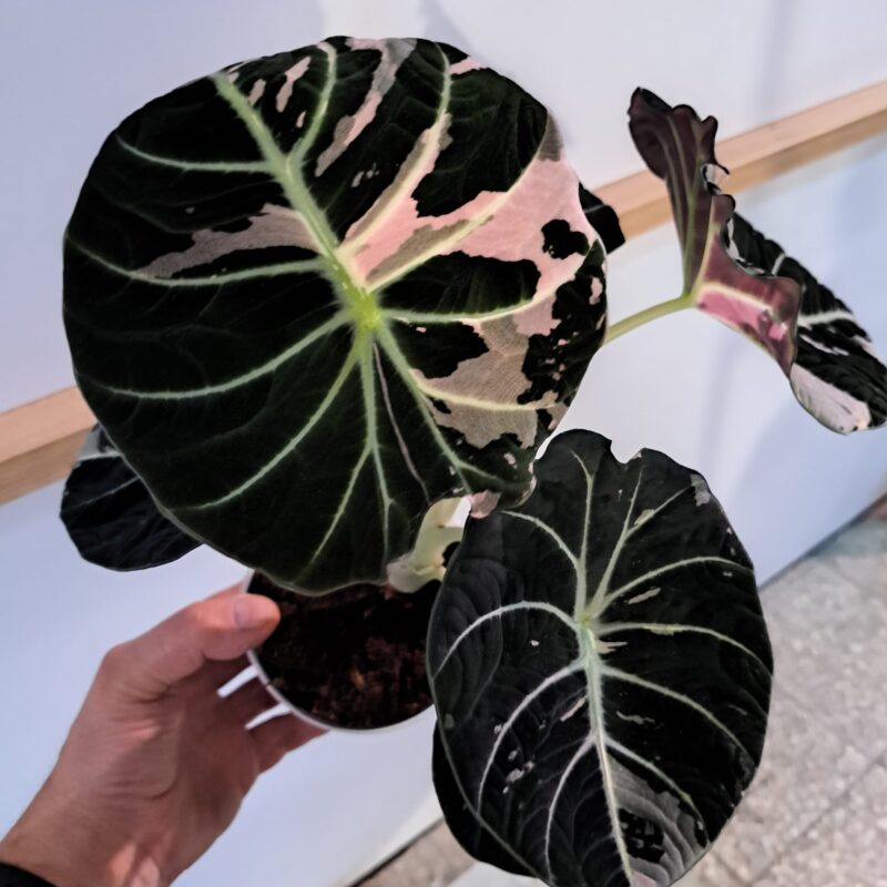 Alocasia Black Velvet Pink Variegata bulwa Alocasia Black Velvet Pink Variegata bulwa