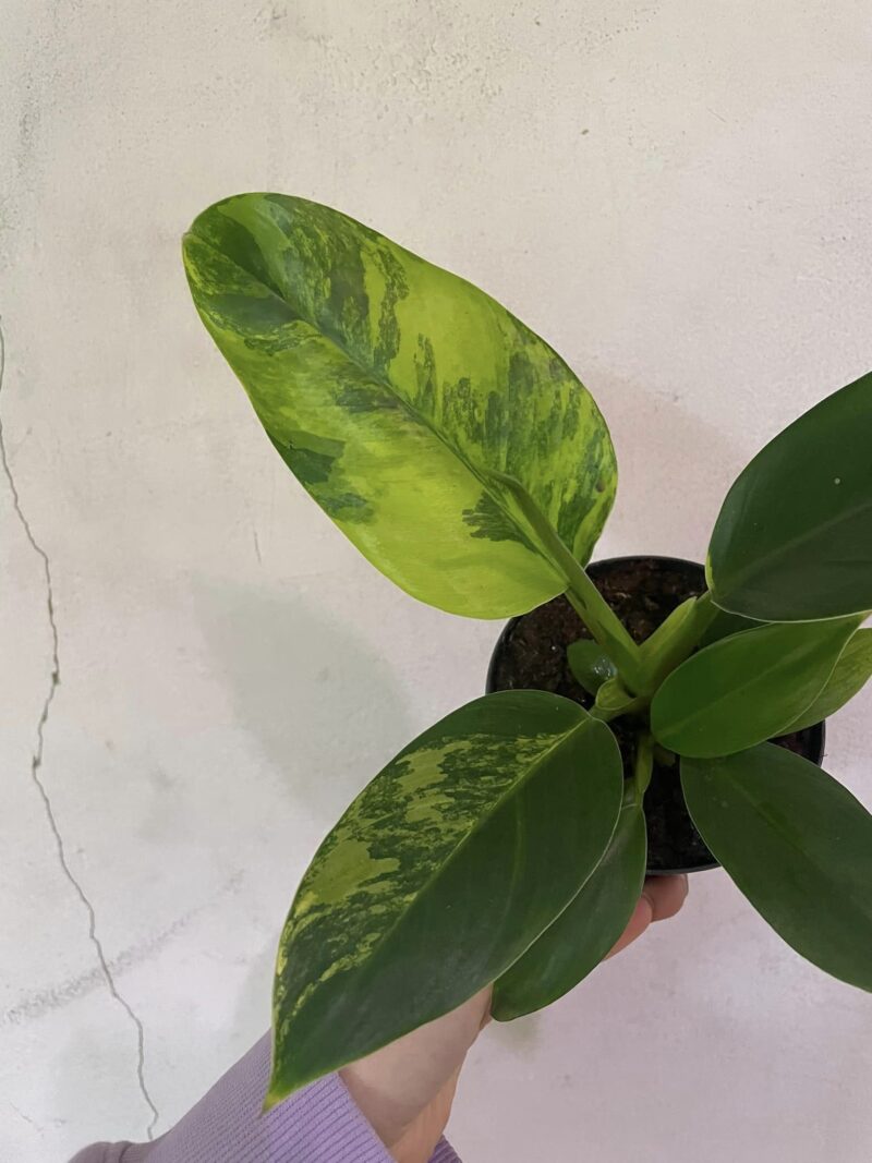 Philodendron Green Princess Variegata Philodendron Green Princess Variegata