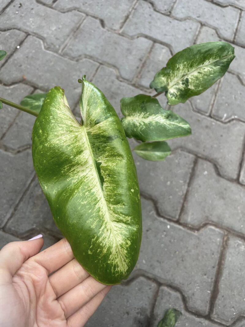 Philodendron Paraiso Verde Variegata Philodendron Paraiso Verde Variegata