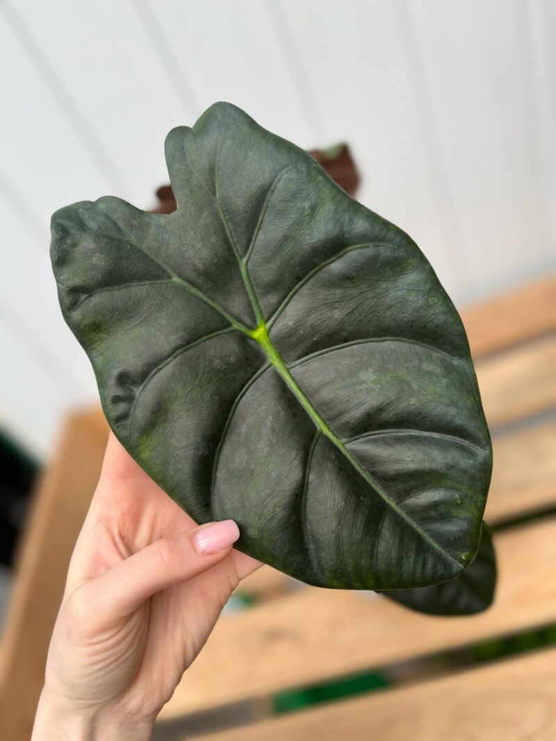 Alocasia Golden Bone