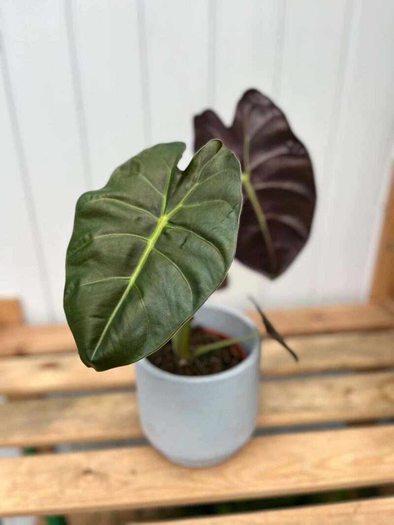 Alocasia Golden Bone