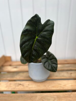 Alocasia Golden Bone