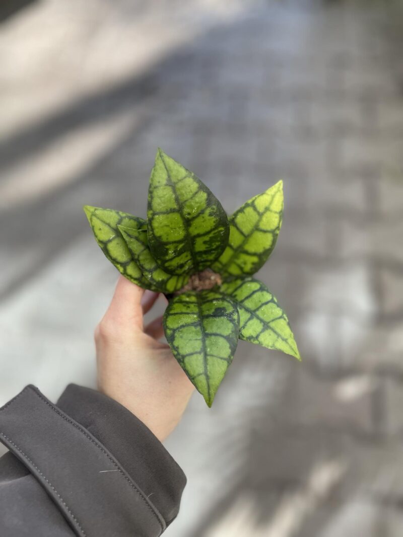 Hoya Black Cat