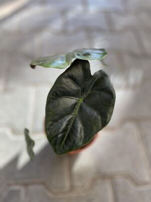 Alocasia Golden Bone