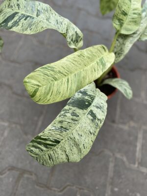Epiepremnum Giganteum Variegata