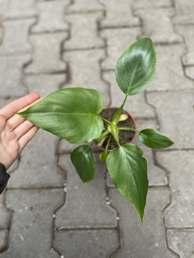 Philodendron warscewiczii Philodendron warscewiczii