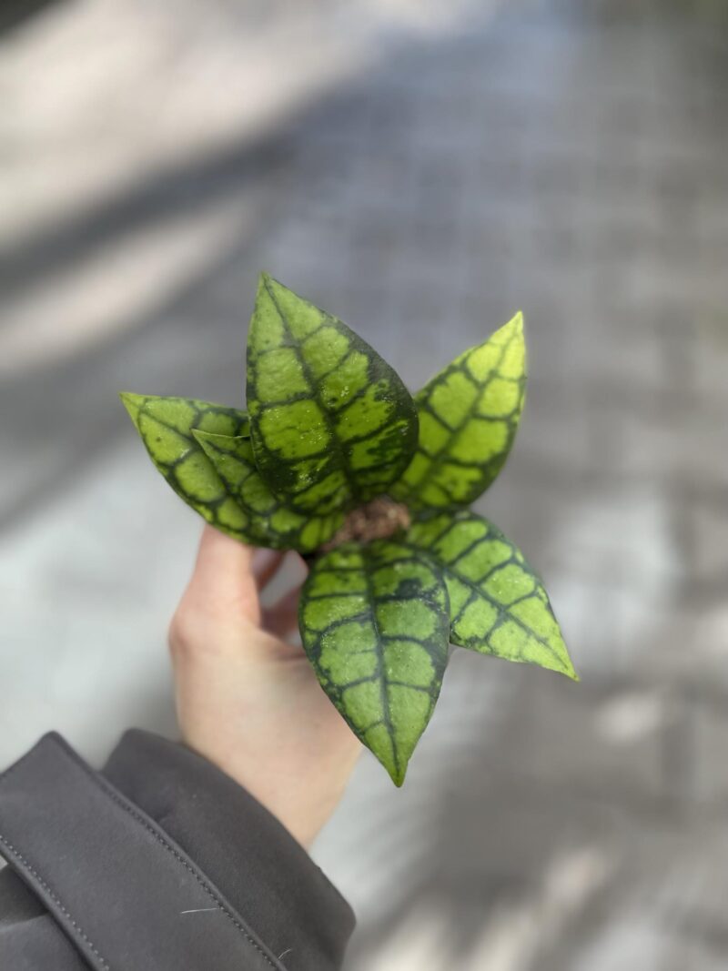 Hoya Black Cat