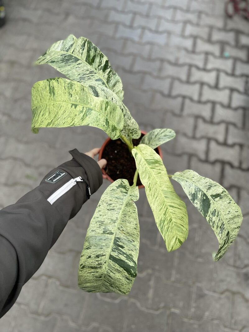 Epiepremnum Giganteum Variegata