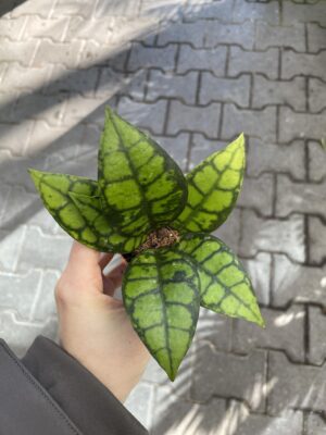 Hoya Black Cat