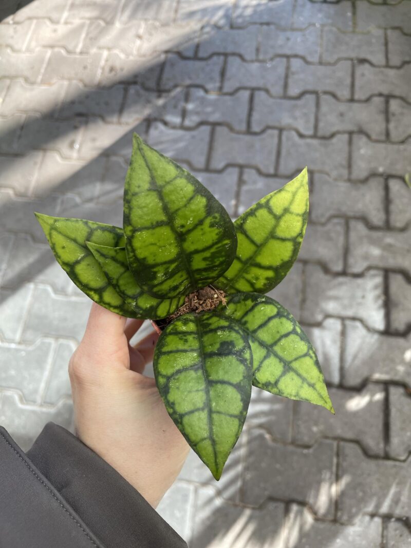 Hoya Black Cat