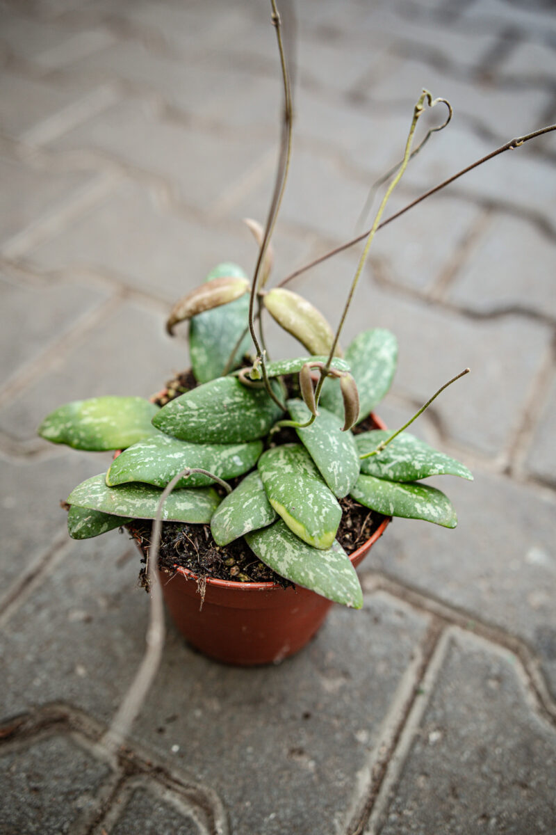 hoya sigillatis round leaf
