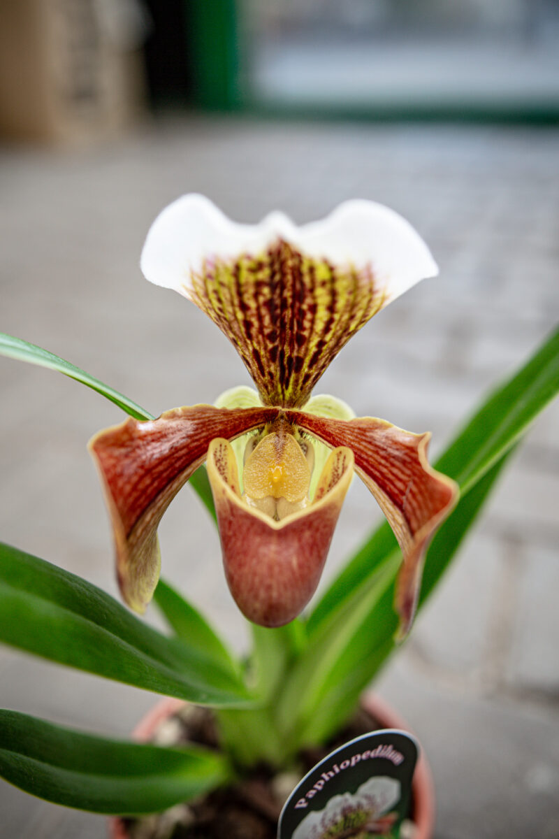 Storczyk Paphiopedilum American Hybrid Storczyk Paphiopedilum American Hybrid
