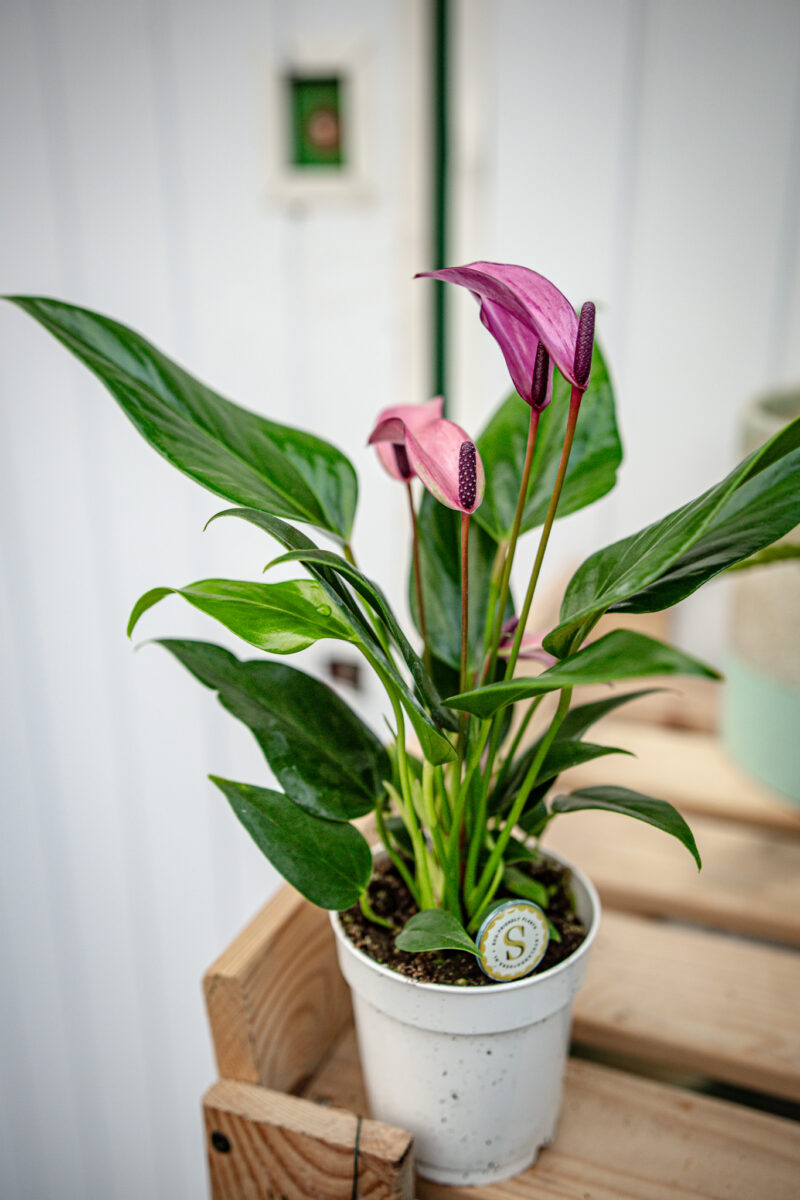 Anthurium Zizou
