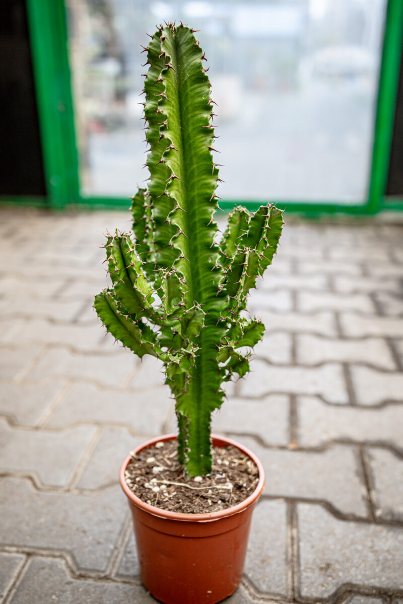 Wilczomlecz Euphorbia ingens Eritrea Wilczomlecz Euphorbia ingens Eritrea