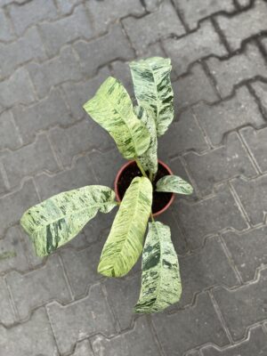 Epiepremnum Giganteum Variegata