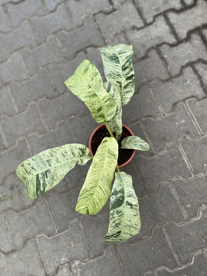 Epiepremnum Giganteum Variegata