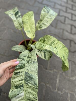 Epiepremnum Giganteum Variegata