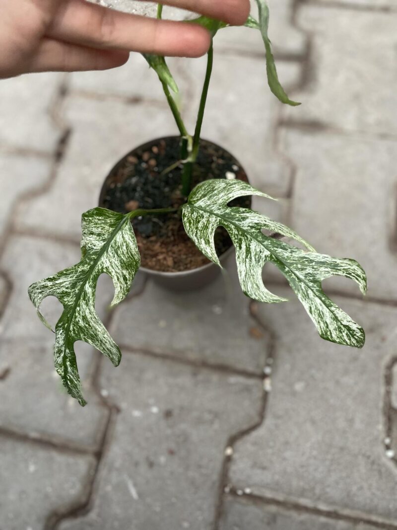 Epipremnum White Flame