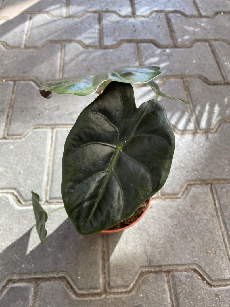 Alocasia Golden Bone