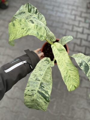 Epiepremnum Giganteum Variegata