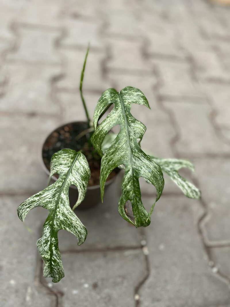 Epipremnum White Flame Epipremnum White Flame
