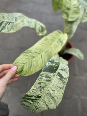 Epiepremnum Giganteum Variegata