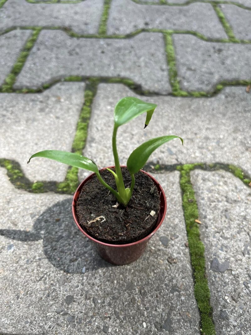 Monstera Burle Marx Flame