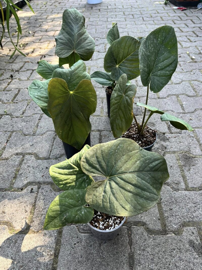 Anthurium Kunayalense