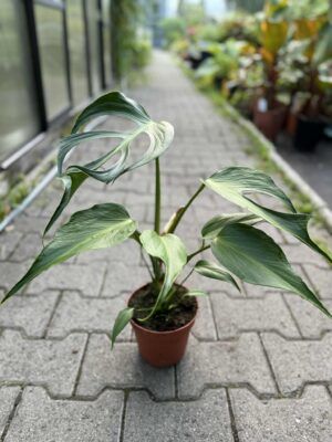 Monstera Burle Marx Flame