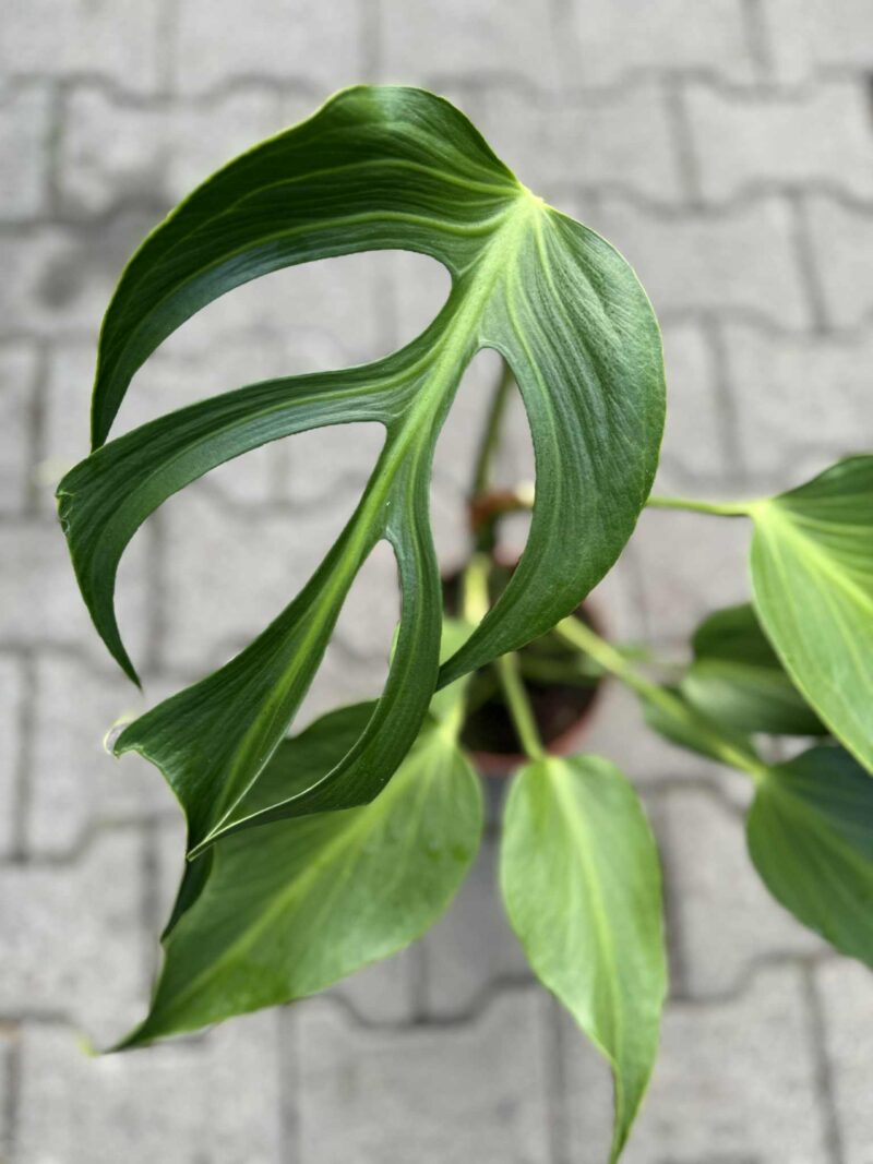 Monstera Burle Marx Flame Monstera Burle Marx Flame