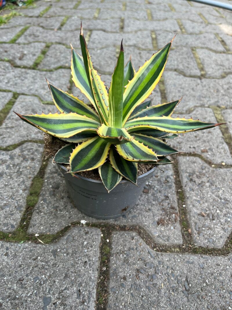 agawa quadricolor