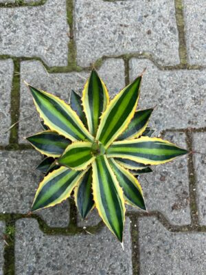 agawa quadricolor