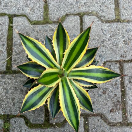 agawa quadricolor