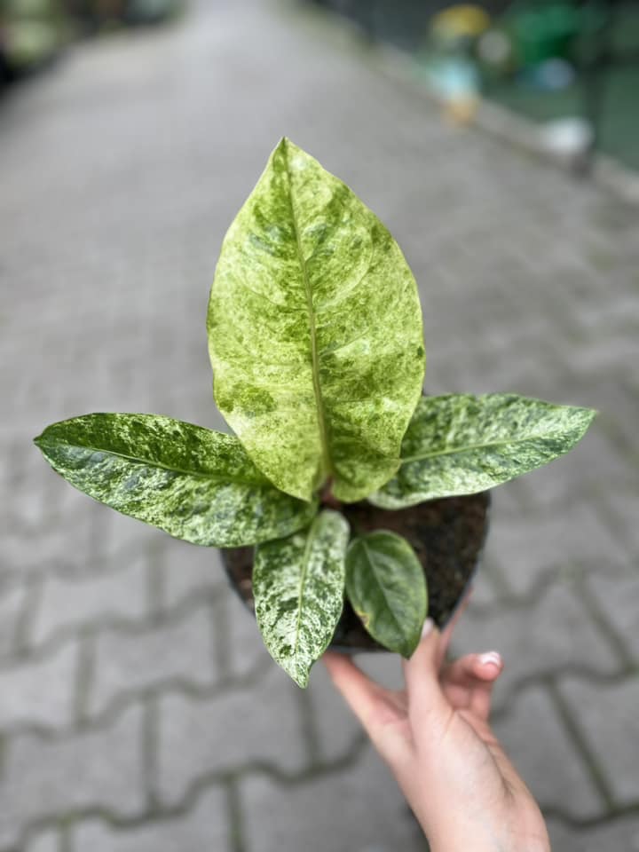Anthurium Jenmanii Variegata Anthurium Jenmanii Variegata