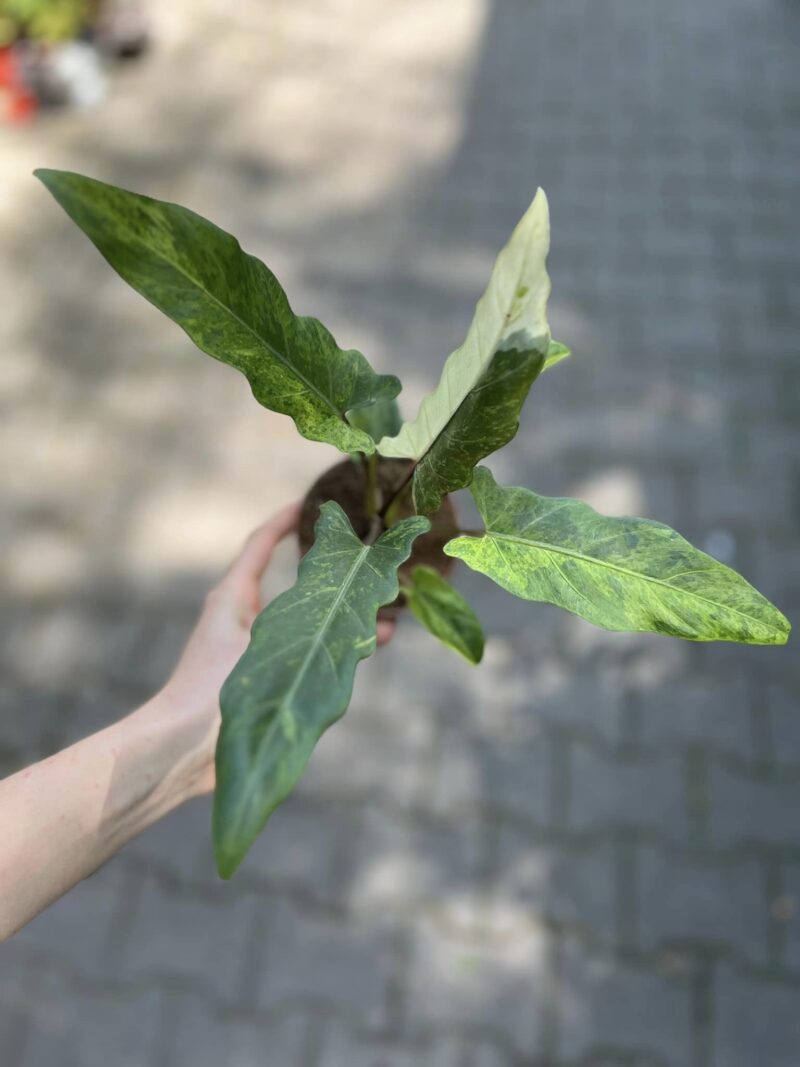 alocasia lauterbachiana variegata alocasia lauterbachiana variegata