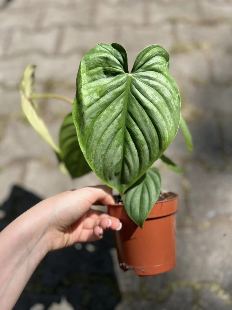 Philodendron Mamei x Lynamii Philodendron Mamei x Lynamii