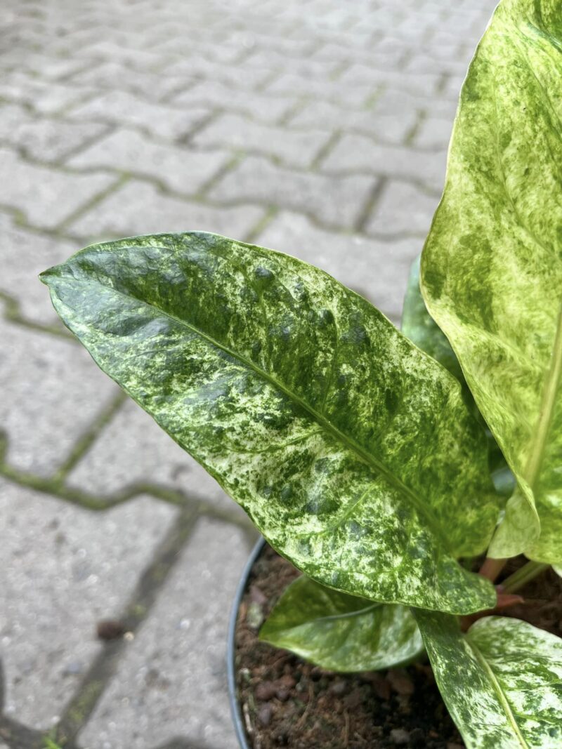Anthurium Jenmanii Variegata
