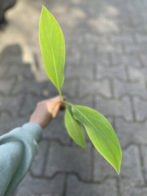 Musa Lasiocarpa | MUSELLA LASIOCARPA