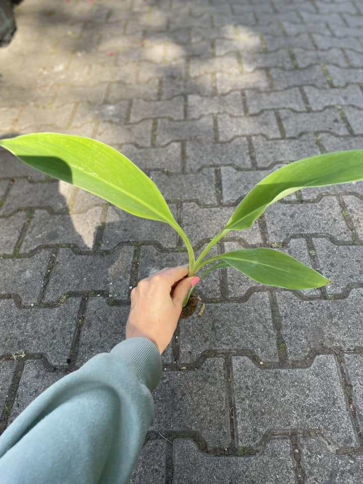 Musa Lasiocarpa | MUSELLA LASIOCARPA Musa Lasiocarpa | MUSELLA LASIOCARPA