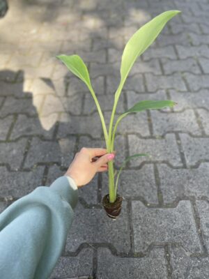Musa Lasiocarpa | MUSELLA LASIOCARPA