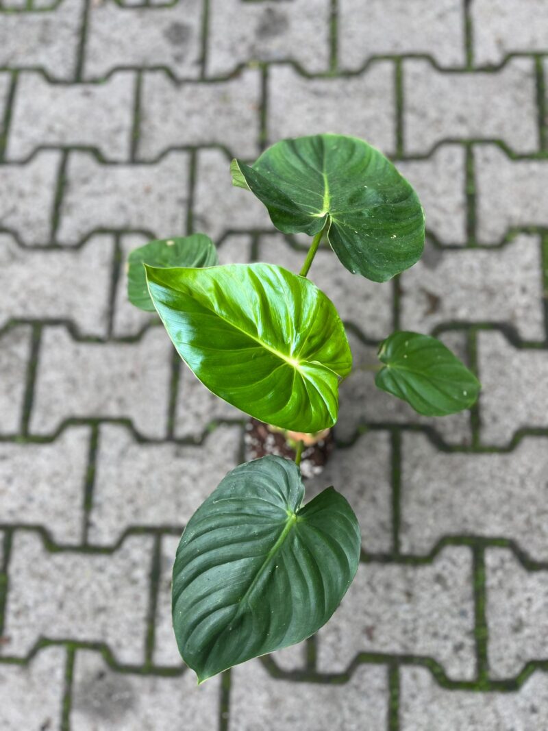Philodendron Sodiroi aff x pastazanum Philodendron Sodiroi aff x pastazanum