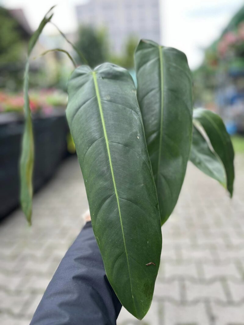 Philodendron Patriciae x Philodendron Spiritus-Sancti Philodendron Patriciae x Philodendron Spiritus-Sancti