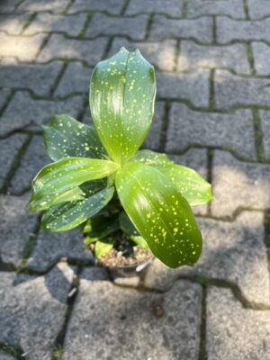 Dracaena Surculosa