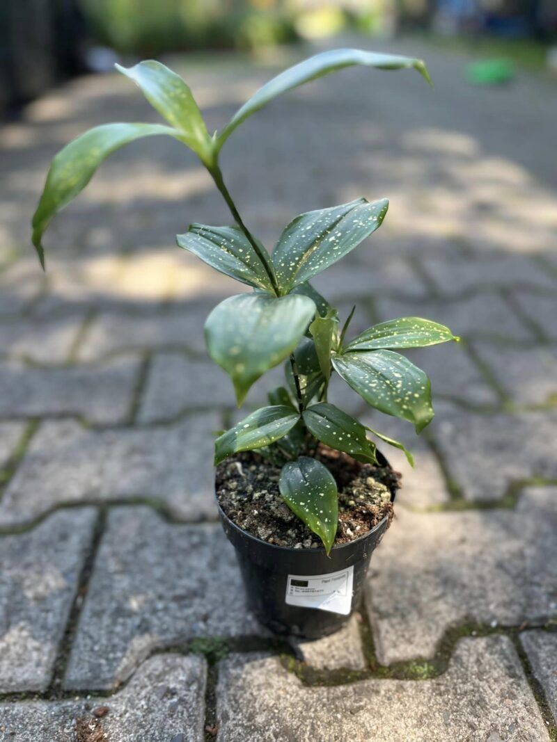 Dracaena Surculosa Dracaena Surculosa